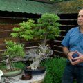 Garsaus meistro patarimai, kaip namuose auginti bonsai medelį
