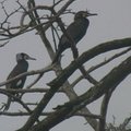 Juodkrantėje petardomis baidomi kormoranai