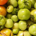 Kaip laikyti žalius pomidorus, kad jie greičiau sunoktų