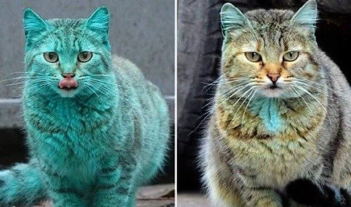 Žalia katė Bulgarijoje