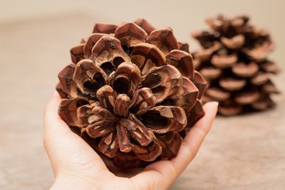 Giant Pinecone