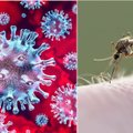 Sunerimę mokslininkai ėmė ieškoti atsakymo: ar uodai gali platinti SARS-CoV-2 virusą?
