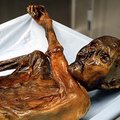 Mokslininkai: „sniego žmogaus“ kraujas seniausias pasaulyje