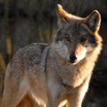 Kupiškio rajone bus leista sumedžioti 2 vilkus