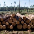Nepavyko išparduoti visos valstybinės medienos: priversti kainą mažinti dar labiau