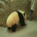 Vašingtono zoologijos sode pristatyta pandos jauniklė Bao Bao