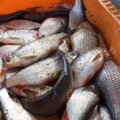 Grubus brakonieriavimo atvejis atvėrė aplinkosaugos žaizdas: siūlo visiškai uždrausti verslinę žvejybą Kuršių mariose