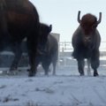 Seniausiame Кanadоs nacionaliniame parke vėl atsirado bizonų