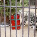 Zoologijos sodo gyvūnams – kalėdinės dovanos