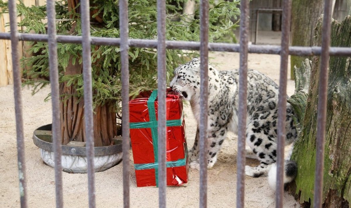 Zoologijos sodo gyvūnams – kalėdinės dovanos