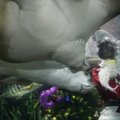 Mirė Singapūro akvariume dygliauodegės rajos sužalotas naras
