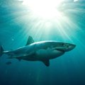 Australijoje ryklys mirtinai sudraskė banglentininką