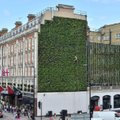 Londone „išdygo“ milžiniškas vertikalus sodas, kuris apsaugos miestą nuo potvynių