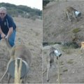 Nepavydėtina situacija: kengūros galva įstrigo laistytuve