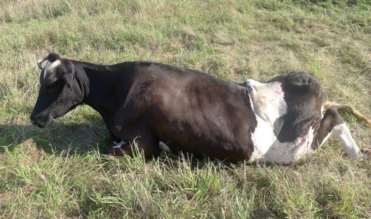 Suluošinta karvė