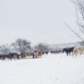 Po sniegą braidančios karvės papiktino žmones – ūkininkui iškvietė tikrintojus