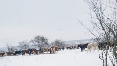 Po sniegą braidančios karvės papiktino žmones – ūkininkui iškvietė tikrintojus