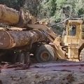ES sugriežtino medienos pardavimo taisykles