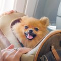 Patarimai kelionių ir gyvūnų mylėtojams – kaip pasiruošti skrydžiui lėktuvu drauge su augintiniu?