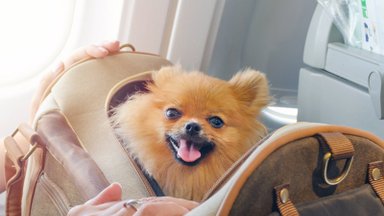 Patarimai kelionių ir gyvūnų mylėtojams – kaip pasiruošti skrydžiui lėktuvu drauge su augintiniu?