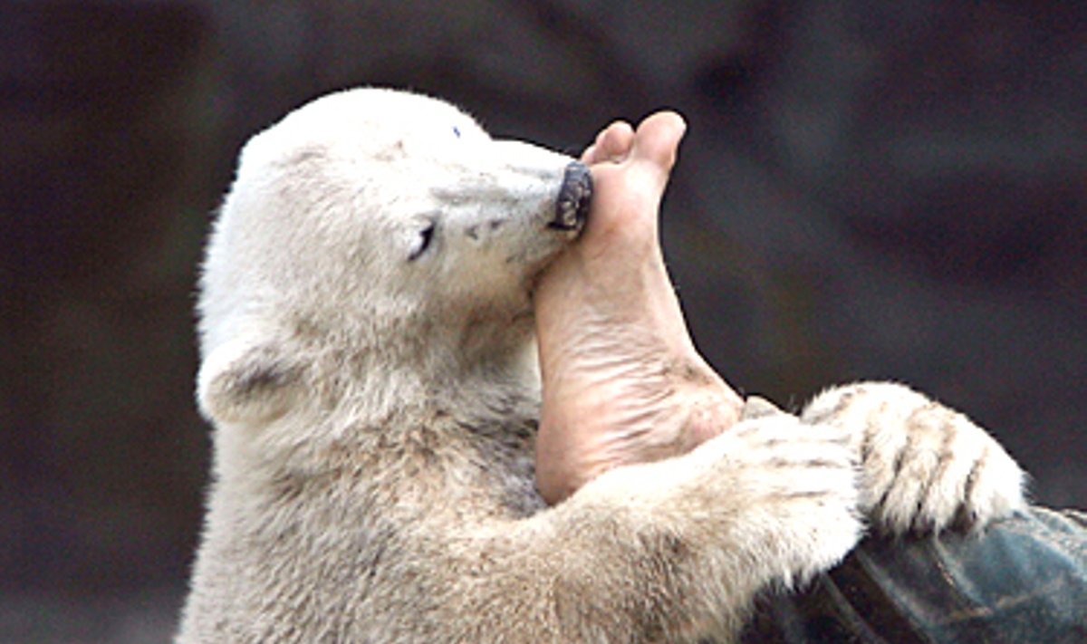 Šešių mėnesių poliarinis lokys Knutas žaidžia su Berlyno (Vokietija) zoologijos prižiūrėtojo Thomo Doerfleino pėda.