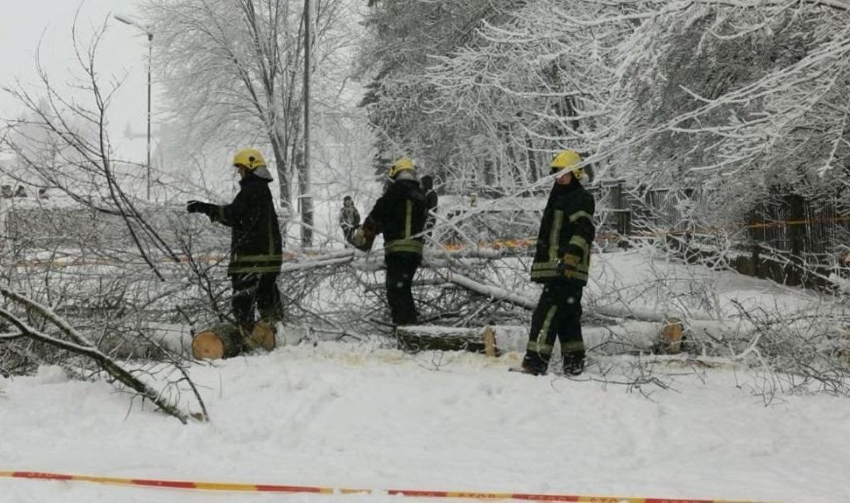 Nuvirtinęs medis