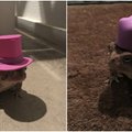 Išradingas vyras linksmina internautus: rupūžei kuria kepures