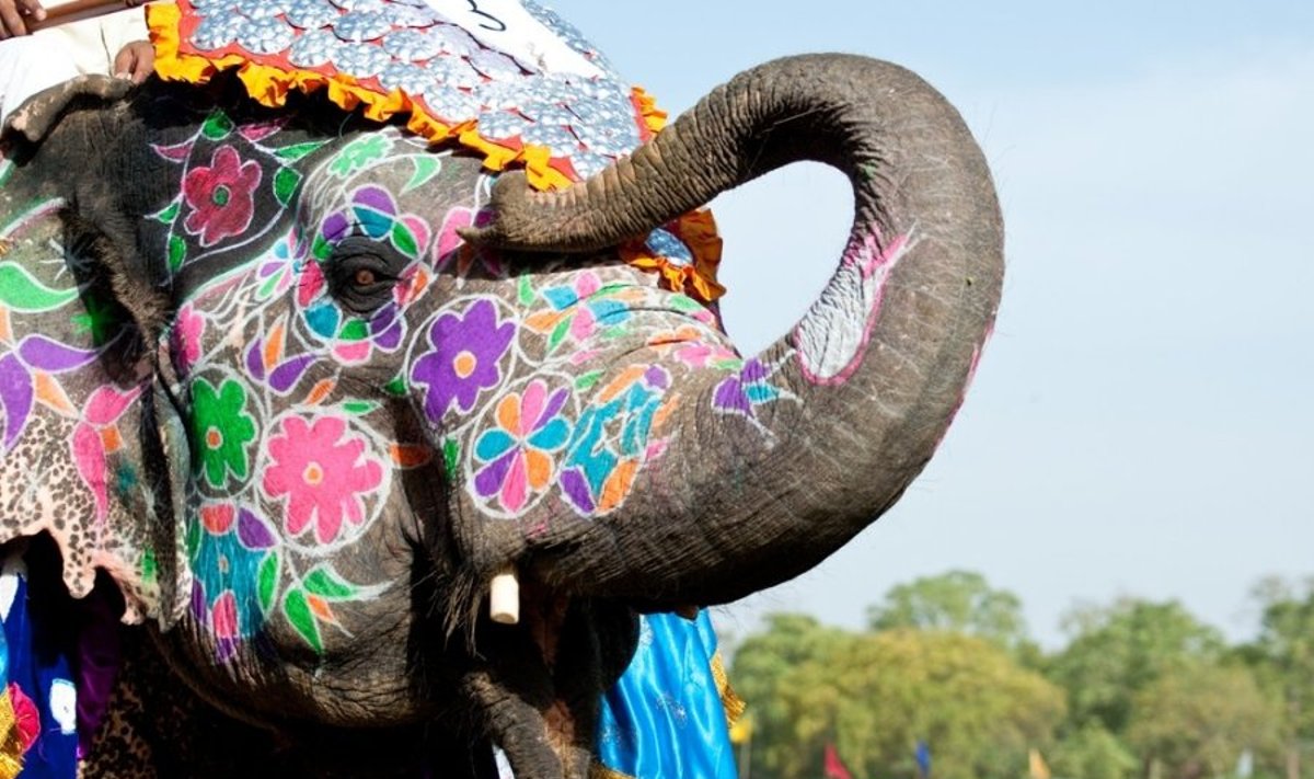 Išpuoštas dramblys Džaipure, Indija