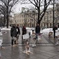 Vilniuje įvyko vilkų „piketas“