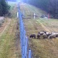 Kaip aštuonios lietuviškos avys miškais pabėgo į Baltarusiją