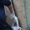 Arizonoje išgelbėta sienoje įstrigusi katė