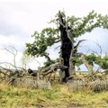 Įdomiausios Lietuvos ąžuolų legendos: šis 600 metų amžiaus medis laikomas stebuklingu