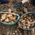 Lietuviai jau ruošiasi kasti bulves