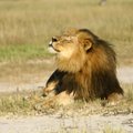 Skandalas nesibaigia: dar vienas JAV medžiotojas įtariamas nušovęs liūtą