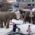 Sibire iš cirko pabėgę du drambliai gatvėse sukėlė chaosą