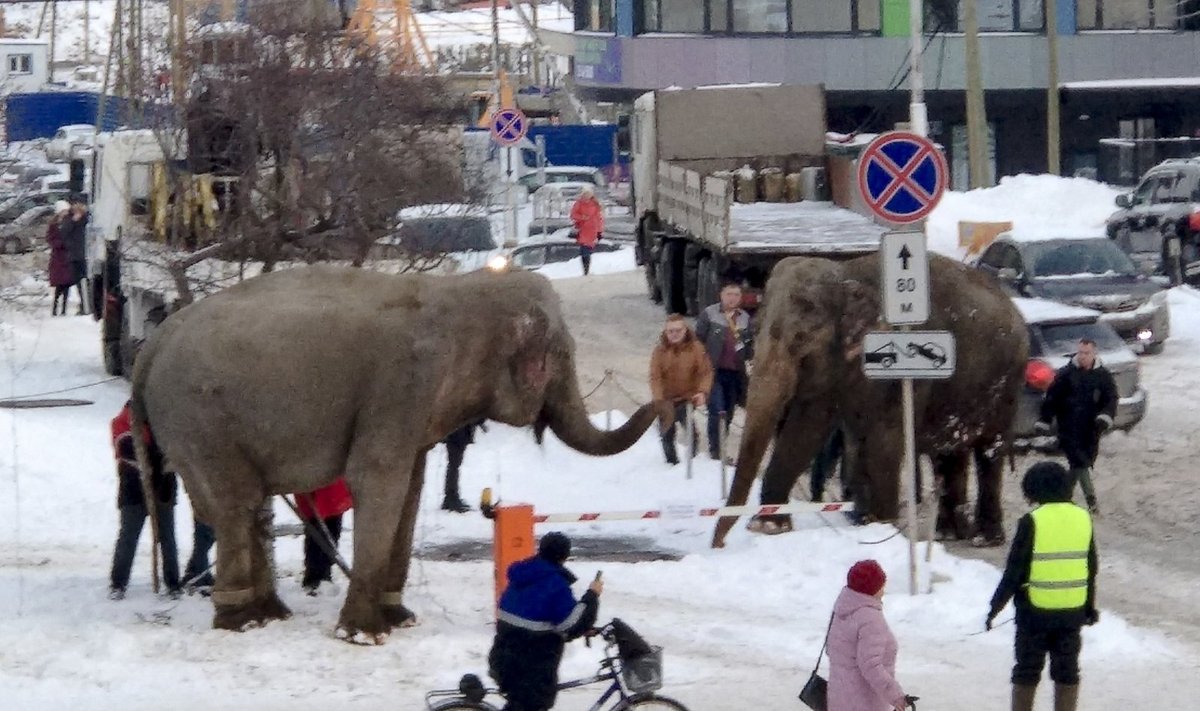 Rusijoje iš cirko buvo pabėgę du drambliai