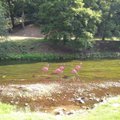 Per pačius karščius Vilniuje įkurdinti flamingai