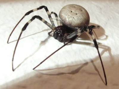 Atogrąžų miškuose gyvenančių kryžiuočių vorų rūšis, dauginimosi metu "pametanti" penį