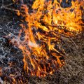 Pirmuosiuose žolės gaisruose sudegė kiškučiai
