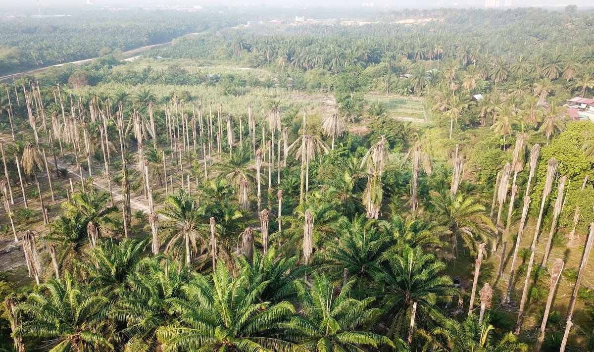 Nudžiūvusių aliejinių palmių plotai Malaizijoje