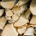 FNTT: „medinukai“ pigesnę medieną išveždavo į Kiniją