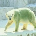 Japonijos zoologijos sode pažaliavo baltieji lokiai