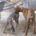 San Diego zoologijos sode - gepardo ir kalytės draugystė