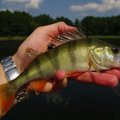 Leidimų žūklei išduodama vis daugiau