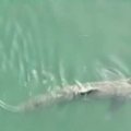 Masačusetso pakrantėje pastebėtas 8 metrų ilgio ryklys
