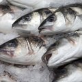 Klaipėdos žvejai nesulaukia patogesnės prekyvietės