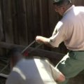 Kalifornijos gyvūnų priežiūros darbuotojai pagavo pasprukusią kobrą albinosę