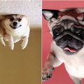 Internautai leipsta juokais: atrodo, kad šie šunys moka skraidyti