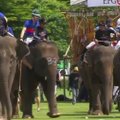 Tailande vyksta kasmetinis dramblių polo turnyras