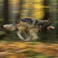 Bandymas Lietuvoje: gynybai nuo vilkų - išmokyti šunys